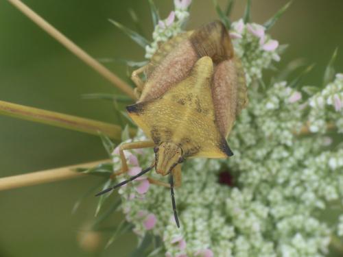 Réf. 222 602 : Carpocoris fuscispinus